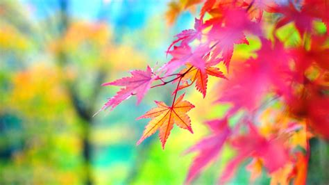 fall background pink